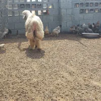 بره شیشک  سفید بختیاری