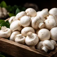 فروش مستقیم قارچ تازه، قیمت تولیدی، چتر سفید بم