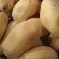 پوست انبه وهسته انبه بلای ۱۰۰ کیلو