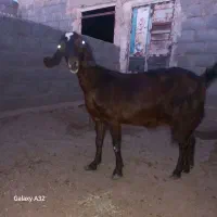 باسلام. کولار شیرا و جمل زا