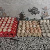 تخم مرغ محلی نطفه دار بشرط وتخم اردک خارجی