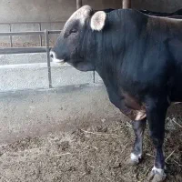 گاو چاق نر
