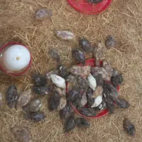بلدرچین