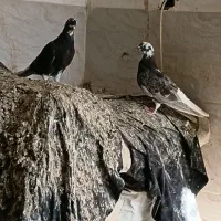 مشکی دم سفید