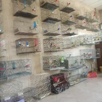 قناری جوجه مولد قرص بخون