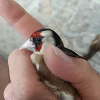 سهره نر یک وجبی
