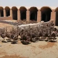 جوجه شتر مرغ ۱۰روزه