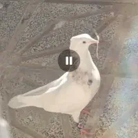 کفتر|پرنده|آشخانه, |دیوار