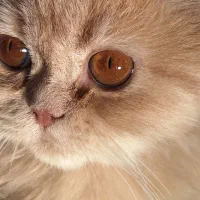گربه|گربه|قم, باغ شریفی|دیوار