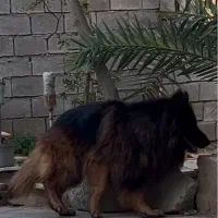 ژرمن لانگهیر