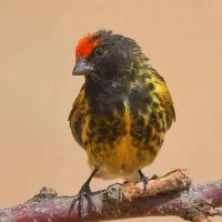 گلبسر معاوضه با ماده قناری