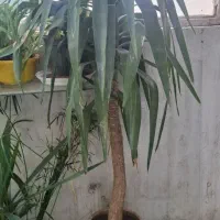 حراج گل