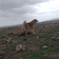 سگ نر