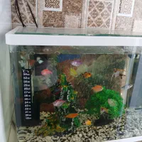 آکواریوم شرکتی خم