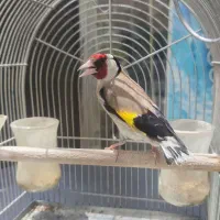 سهره سرسیاه مست مست دو عدد