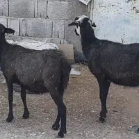 میش رومانوف