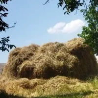 علف|لوازم جانبی حیوانات|ارومیه, |دیوار