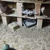 هفت رنگ ماده