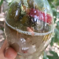 خیار شور درجه یک