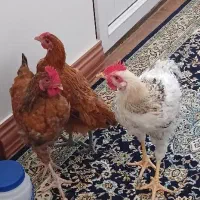 محلی کاملا بهداشتی