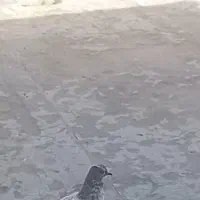 کبوتر