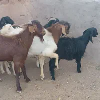 چبش