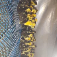 ۲۰۰ عدد اردک اسرائیلی