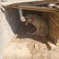 سگ نر|سگ|خرمدشت, |دیوار
