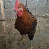 مرغ و خروس جوان