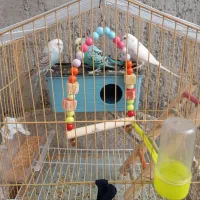 مرغ عشق معاوضه و‌فروش
