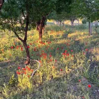 فروش-باغ-1200-متر
