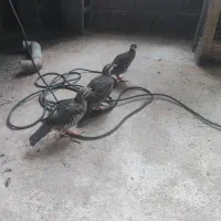 بلدرچین کوهی طبق تصویر