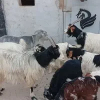 بز درجه یک ترکی