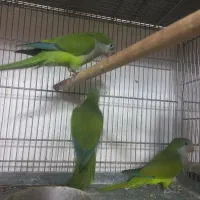 طوطی راهب سبز فول دستی