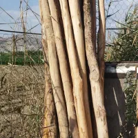 چنار دست دوم