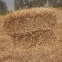 فروش کاه نرم و بسته بندی گندم و جو در تناژ بالا