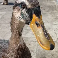 اردک نر
