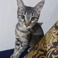 واگذاری رایگان