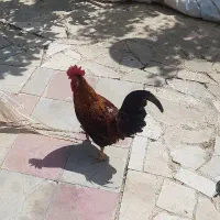 خروس محلی درشت