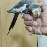 عروس هلندی سخنگو