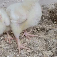 مرغ و خروس گوشتی پرورشی