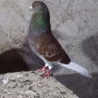 کبوتر‌گمشده