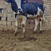 جوانه فروشئ