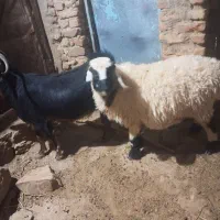 فروش میش و بز جوان