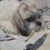 توله سگ شیتزو اصل