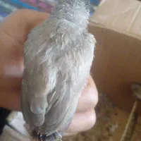 شادگان