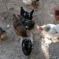 مرغ تخم گذار