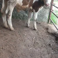 ۴ راس گوساله سیمینتال ۳تا نر و یکی ماده جنس