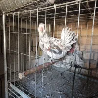 مرغ گلین رنگی