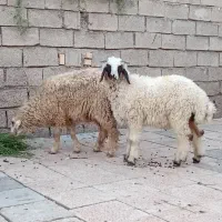 دوعددگوسفندنروماده